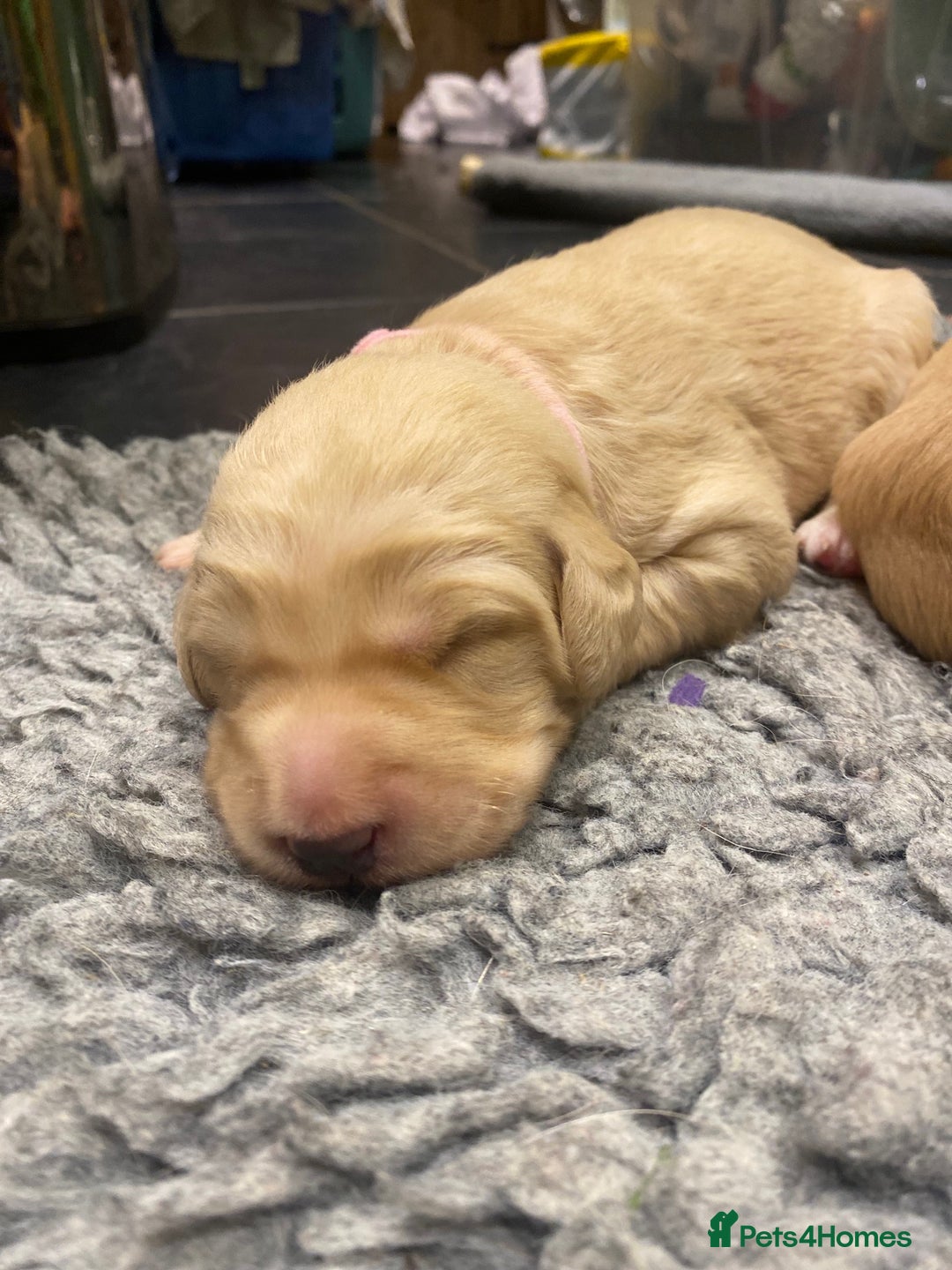 Labradoodle dogs for sale: 1st generation standard size labradoodles - Advert 8