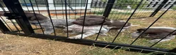 German Shorthaired Pointer dogs for sale: 8 week old German Shorthaired Pointer puppies  - Advert 6