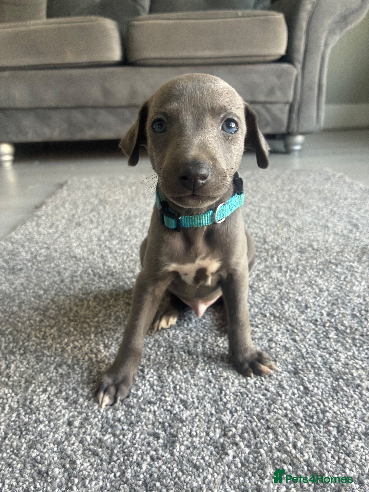 Whippet dogs Blue whippets 💙 last boy left 🏡🏡 - Advert 1