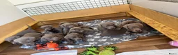 Labrador Retriever dogs for sale: Ready to leave 3 girls KC Silver Labrador puppies  - Advert 12