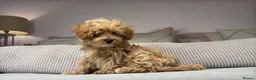 Maltipoo dogs for sale: OAKWELL RETRIEVERS ON INSTAGRAM  - Advert 22