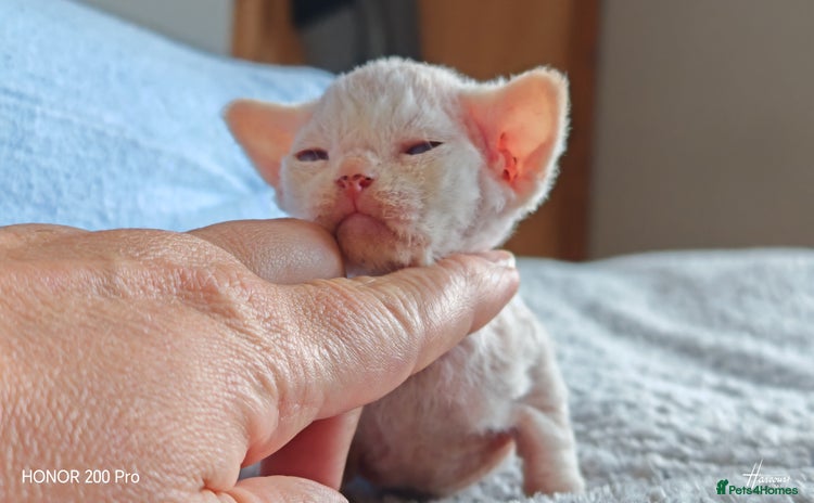 Devon Rex cats Beautiful DEVON REX  - Advert 5