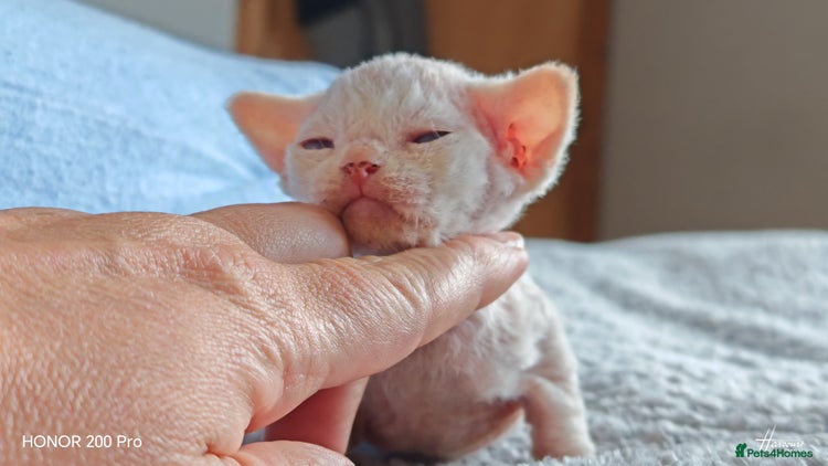 Devon Rex cats Beautiful DEVON REX - Advert 1