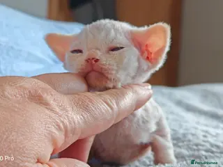Devon Rex cats Beautiful DEVON REX - Advert 2