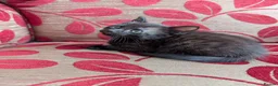 Mixed Breed cats for sale: Kittens for sale in Wisbech - Advert 7