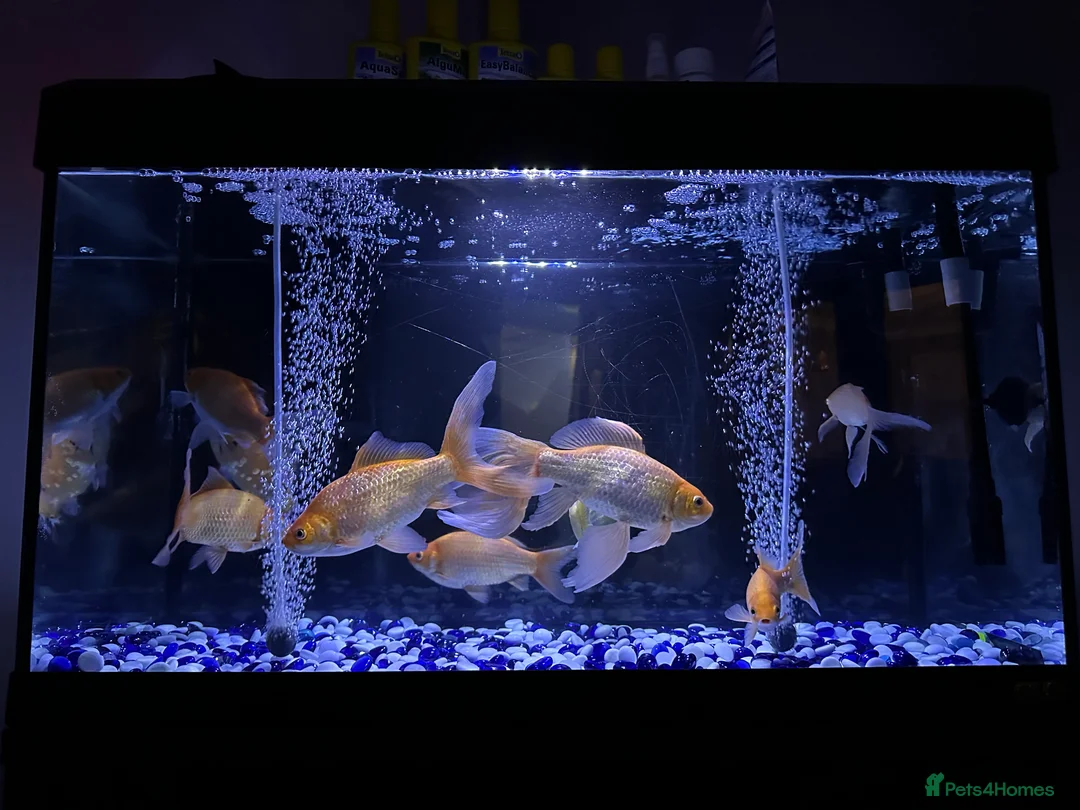 Goldfish fish for sale: Goldfish  - Advert 5