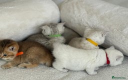 British Shorthair cats for sale: GCCF silver and golden shaded - Image 5