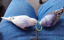 Budgerigars birds for sale: Hand reared silly tame baby budgies  - Image 26