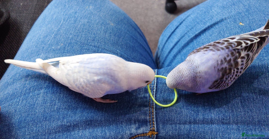 Budgerigars birds for sale: Hand reared silly tame baby budgies  - Image 26