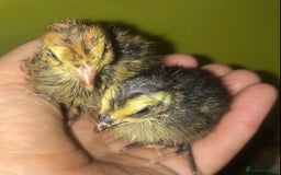 Quail poultry for sale: JUMBO QUAIL CHICKS & SEXED JUMBOS ! - Image 8