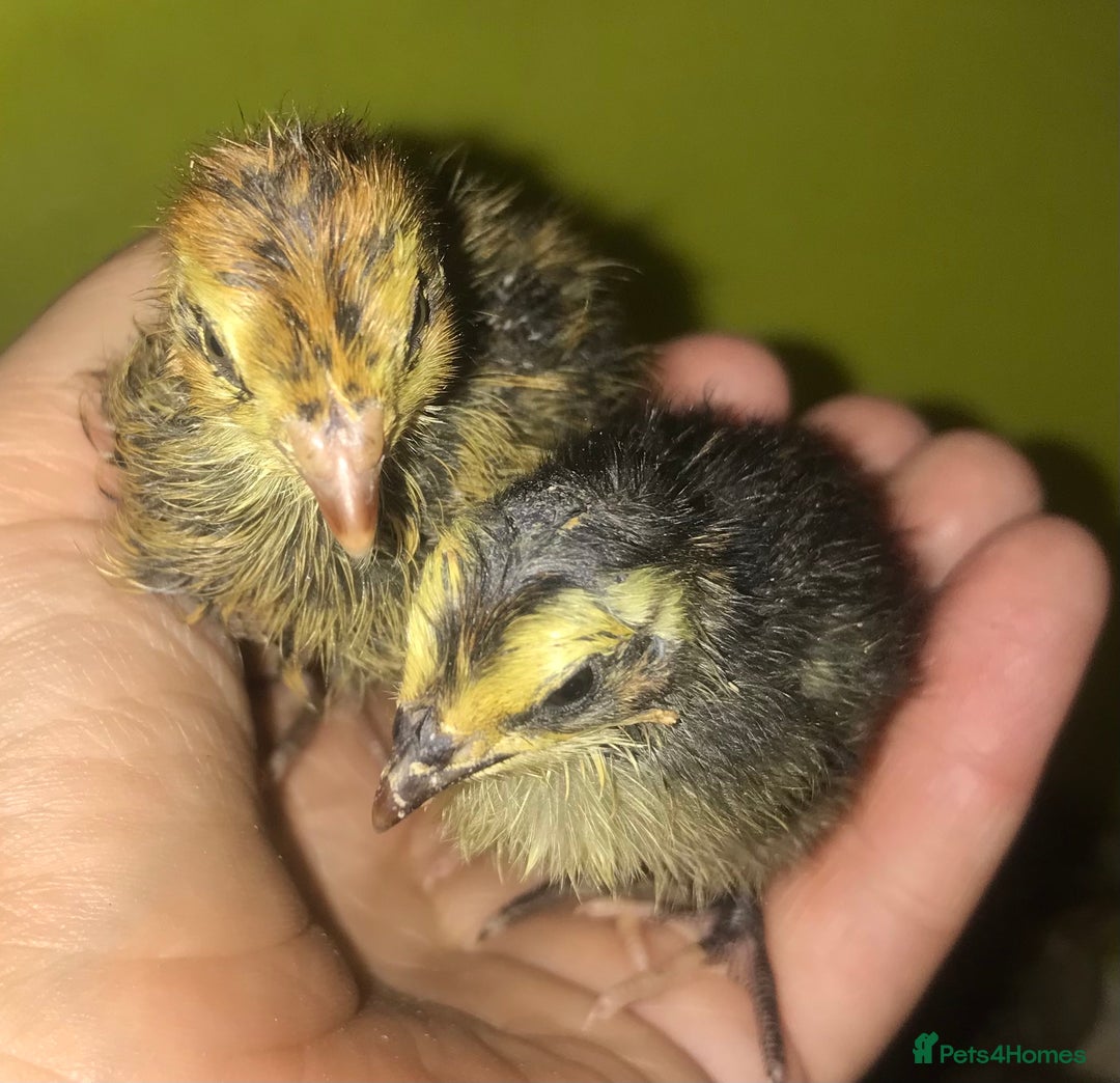 Quail poultry for sale: JUMBO QUAIL CHICKS & SEXED JUMBOS ! - Image 8