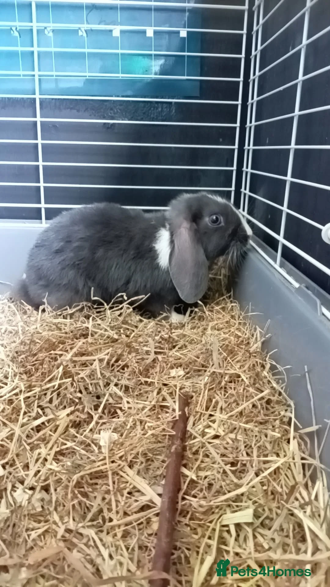 Mini Lop rabbits for sale: Rabbits - Advert 1