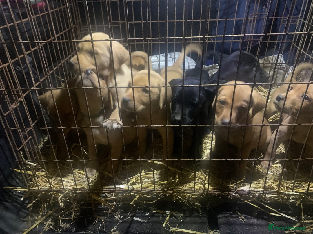 Labrador Retriever dogs for sale: Stunning litter of 9 pups - Advert 18