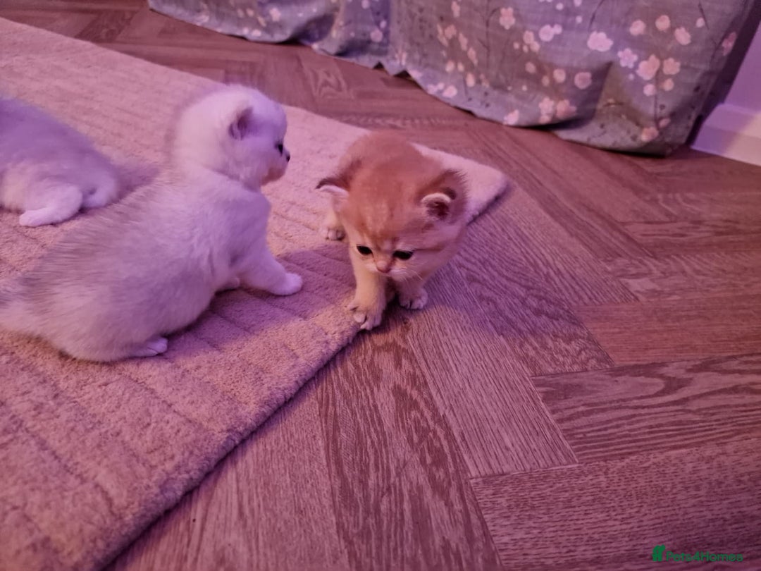British Shorthair cats for sale: Rare Registered British Shorthair Chinchila Kitten - Image 7