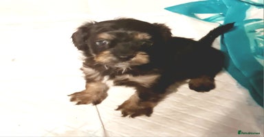 Cavapoo dogs - Advert 8
