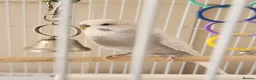 Budgerigars birds for sale: 9 x budgies to go together - Advert 5