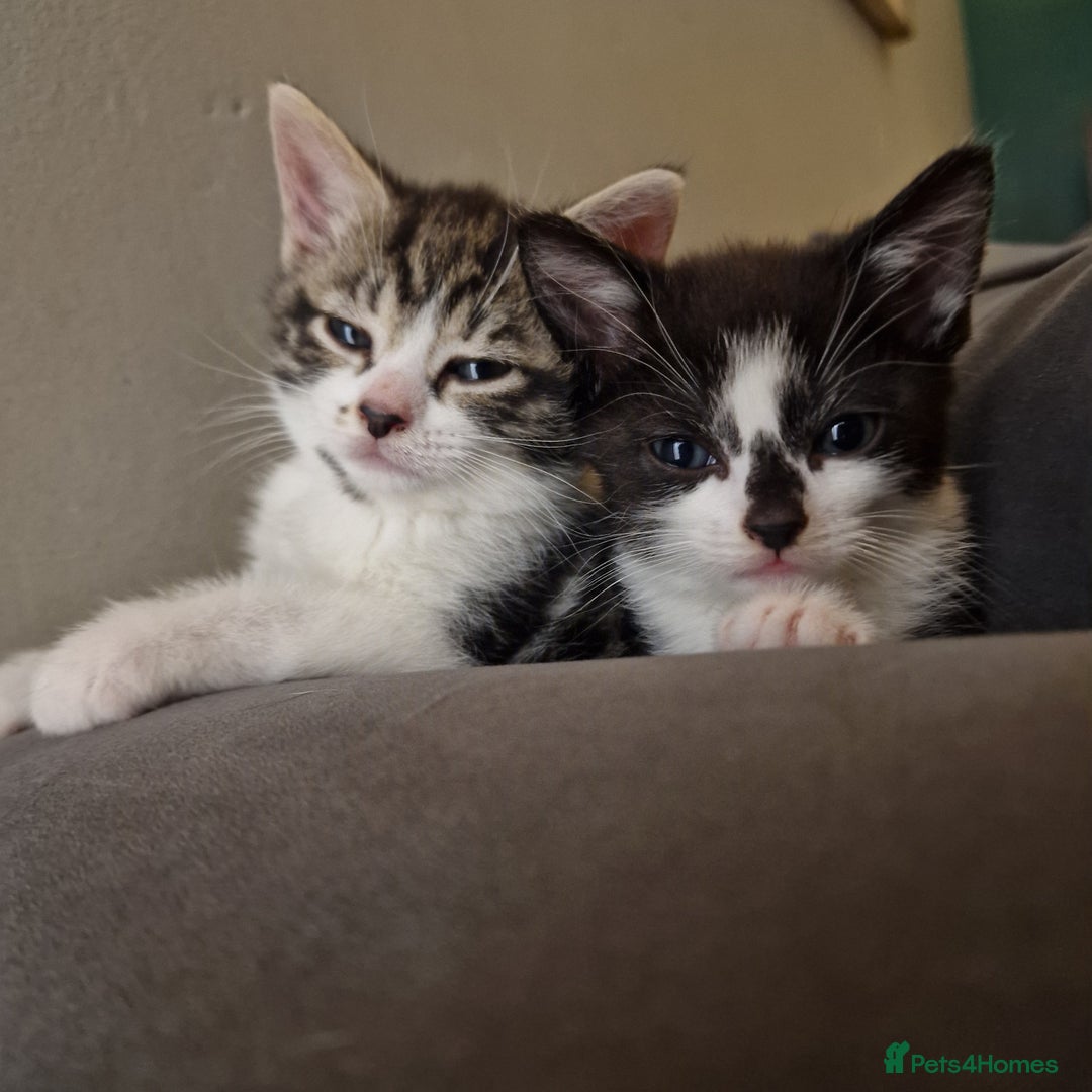 Domestic Shorthair cats for sale: 3 kittens all male.2x all black 1x black and white - Image 4