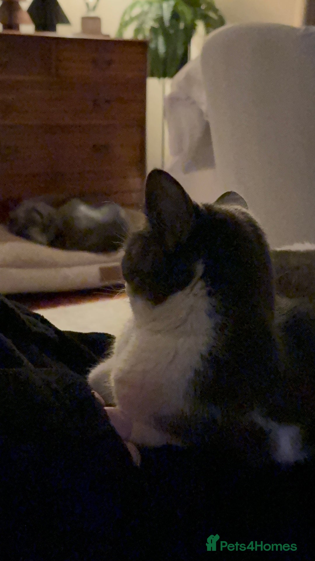 Mixed Breed cats for sale: Boo - looking for a new home in a town setting - Advert 4