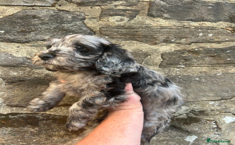 Cockapoo dogs - Advert 1