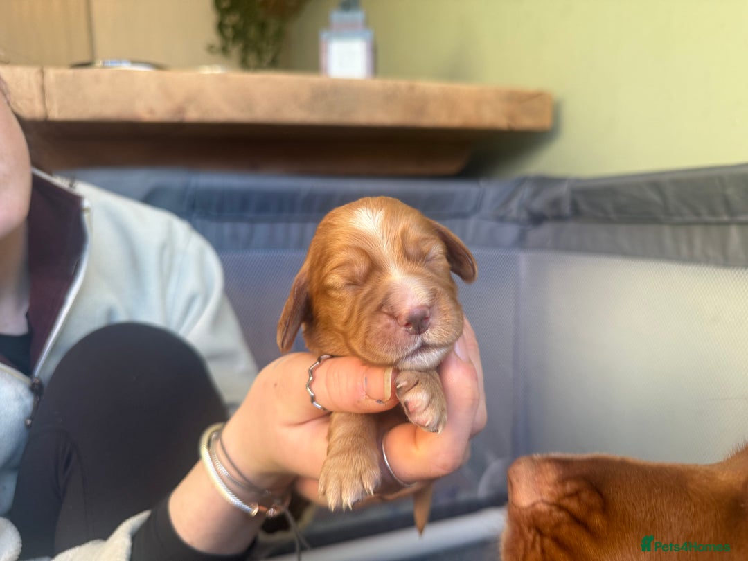 Cocker Spaniel dogs for sale: cocker spaniel puppy's - Advert 6