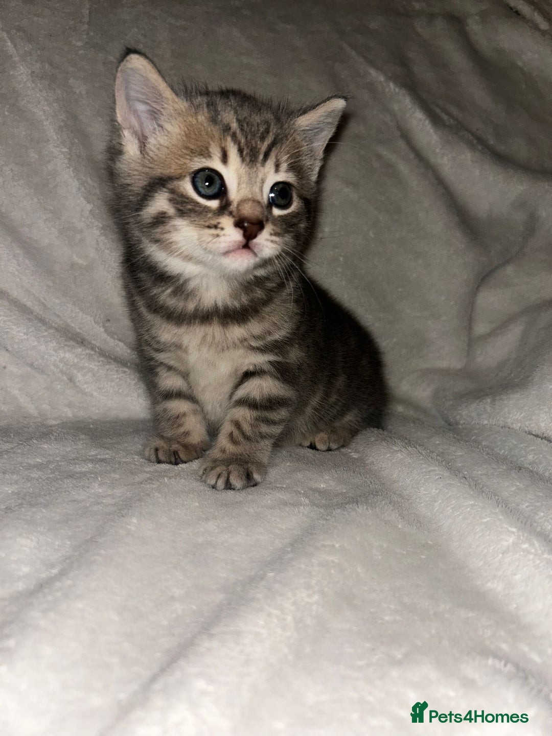 Savannah cats for sale: F4-F5+Savannah Kittens - Advert 17