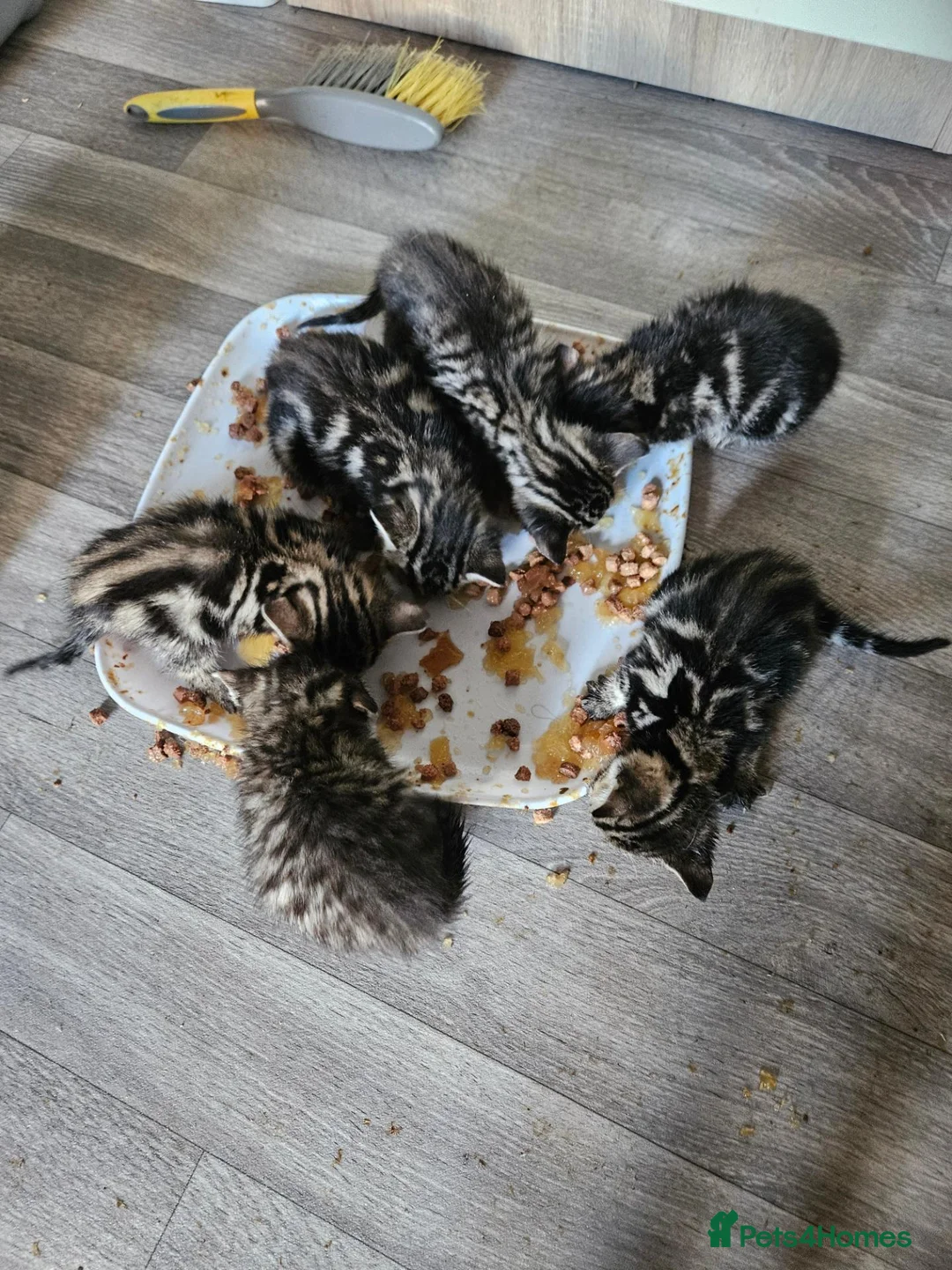 Mixed Breed cats for sale: Gorgeous tabby kittens  - Advert 6