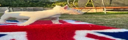 English Bull Terrier dogs for sale: 1 boy 1 girl top quality  - Advert 13