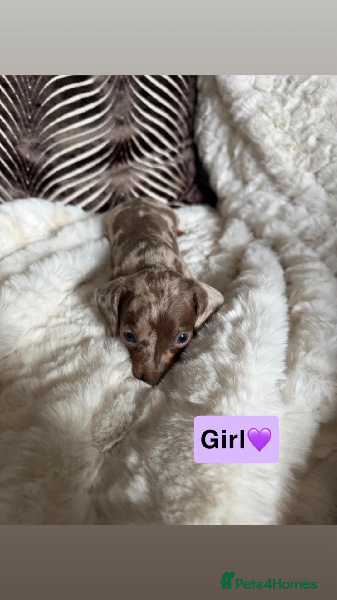 Dachshund dogs for sale: Kc registered miniature dachshund puppies - Advert 2