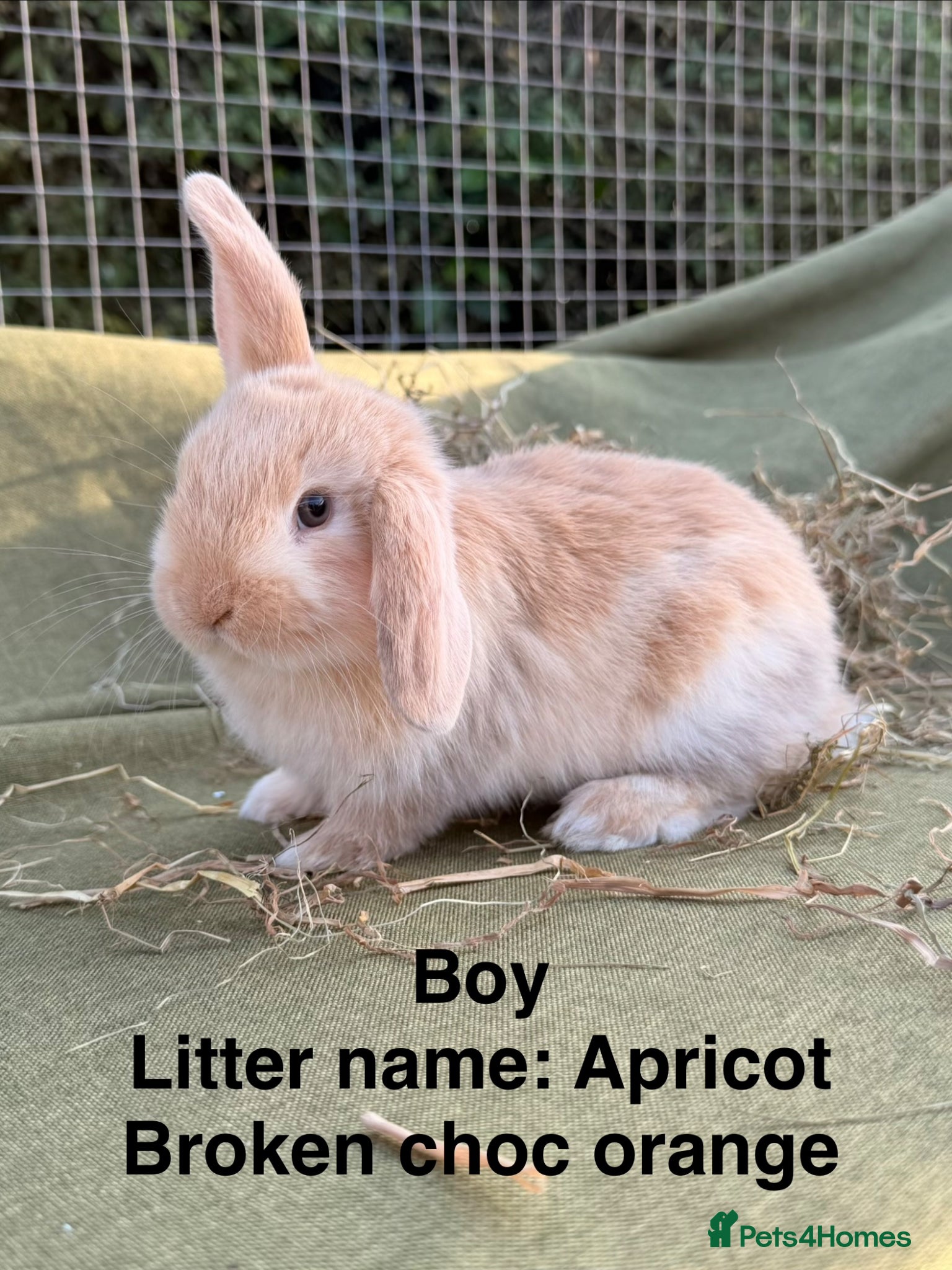 Mini Lop rabbits *Mini Lop Babies  - Advert 1
