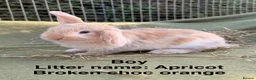 Mini Lop rabbits for sale: *Mini Lop Babies  - Advert 1