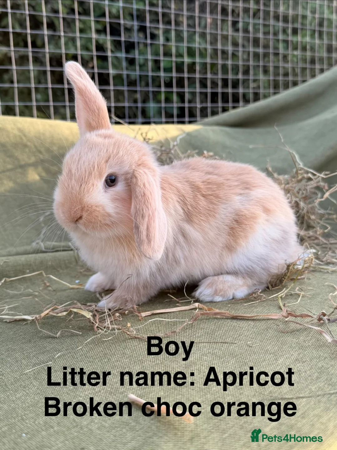 Mini Lop rabbits for sale: *Mini Lop Babies  - Advert 1