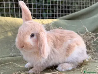 Mini Lop rabbits for sale: *Mini Lop Babies - Advert 3