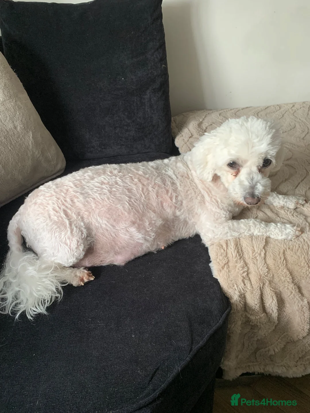Mixed Breed dogs for sale: Male  - Advert 1