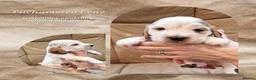Cocker Spaniel dogs for sale: KC Show Cocker Spaniels: Beautiful inside out - Advert 6