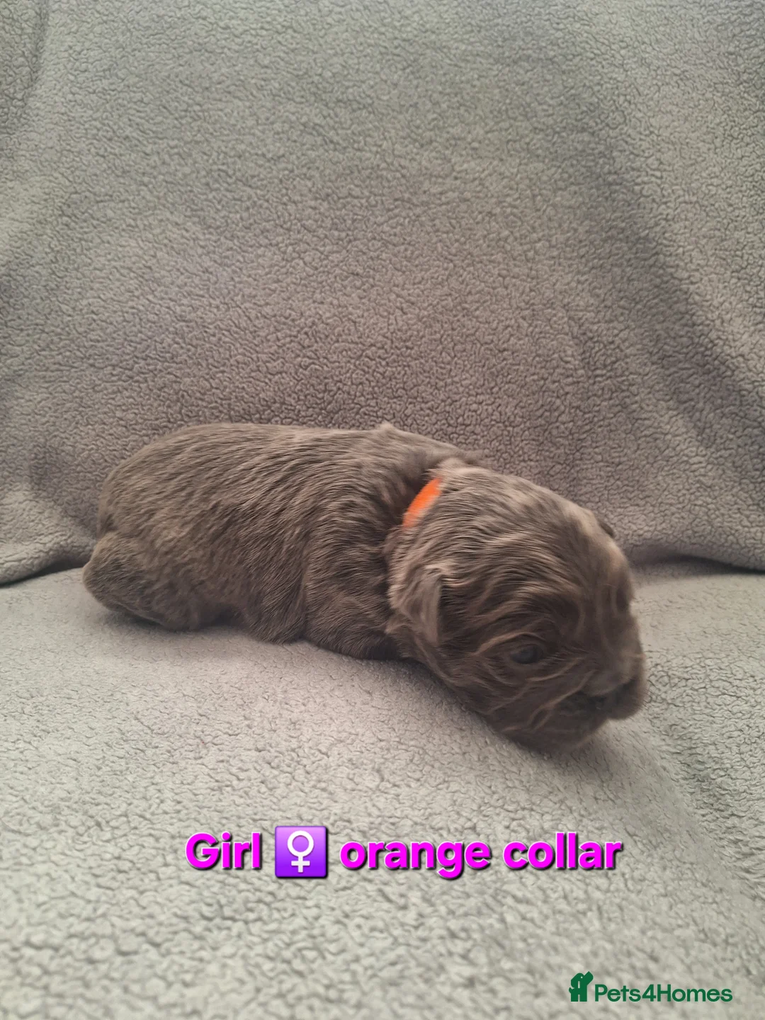 French Bulldog dogs for sale: Fluffy French Bulldog Puppies - Advert 12