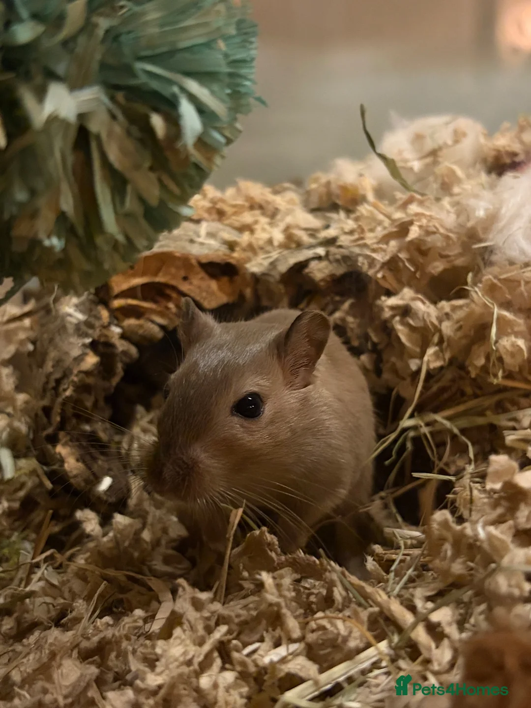 Gerbil rodents for sale: 3 Female Gerbils – Free to a Good Home 🐹 in Ingatestone - Advert 5