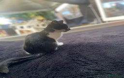 Mixed Breed cats for sale: Kitten - Image 8