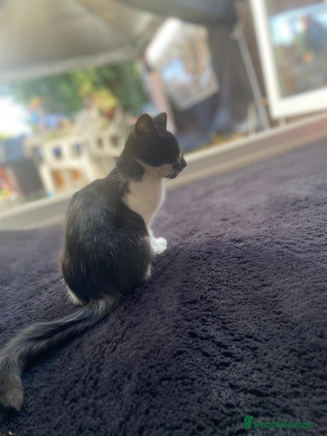 Mixed Breed cats for sale: Kitten - Image 8