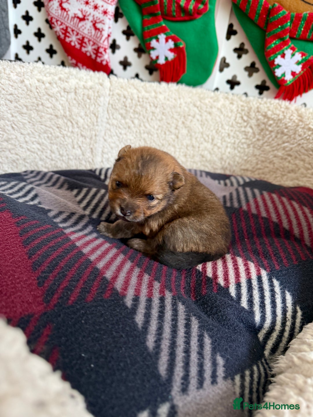 Pomeranian dogs for sale: Adorable Pomeranian puppies - ready January 25! - Advert 11