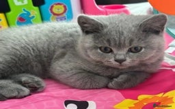 British Shorthair cats for sale: GCCF active mum and daughter blue BSH - Image 29