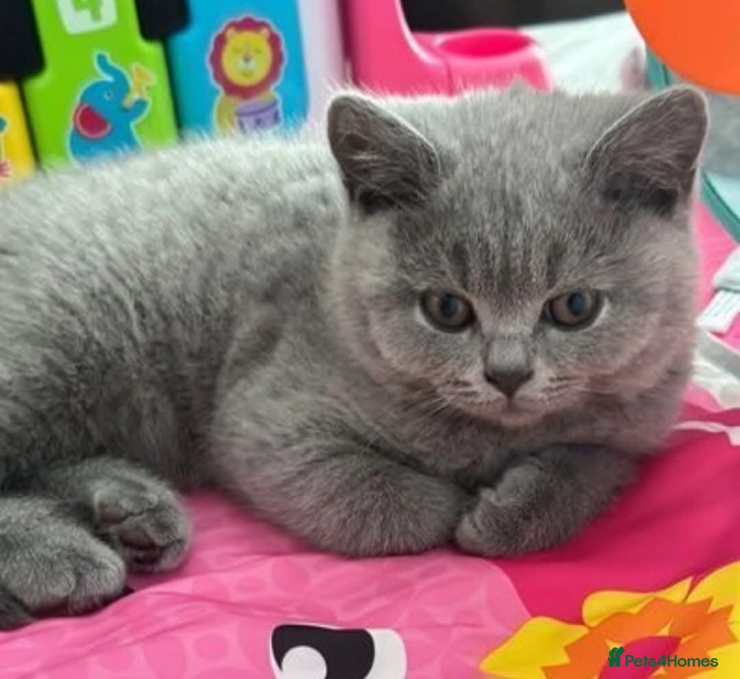 British Shorthair cats for sale: GCCF active mum and daughter blue BSH - Image 29