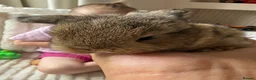 Mini Lop rabbits for sale: 2 mini lop babies - Advert 5