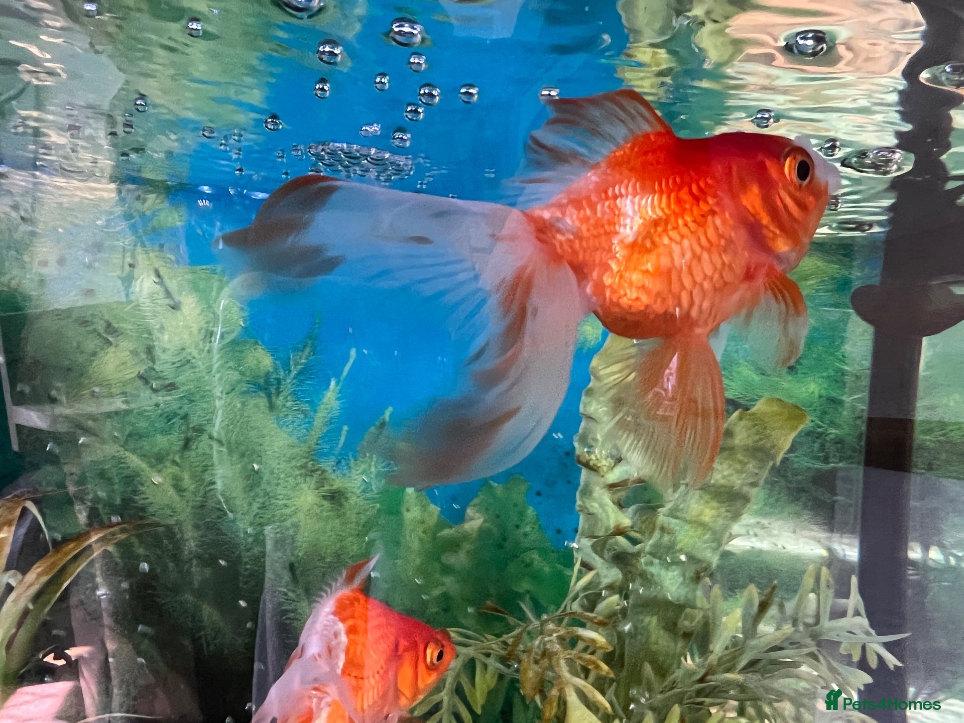 Fancy Goldfish fish 3 Fantail Goldfish FREE to a good home - Advert 2