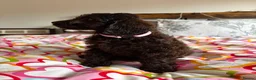 Cockapoo dogs for sale: the cutest F1 cockapoos in kent  - Advert 33