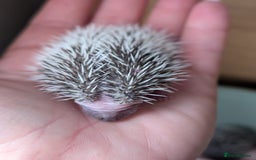 Pygmy Hedgehog rodents for sale: Gorgeous APH hedgehogs  - Image 6