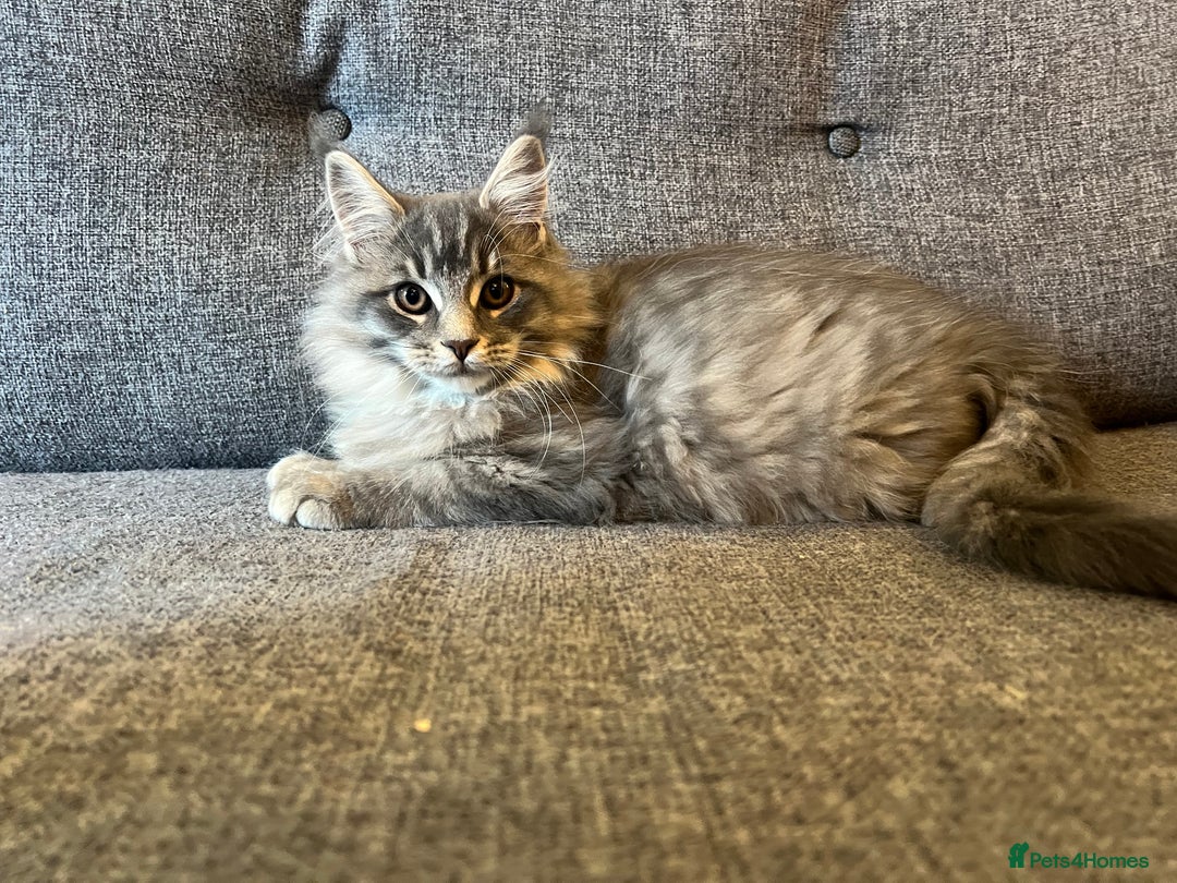 Maine Coon cats for sale: Purebred Maine Coon Male Kittens. Blue,Tabby,Black - Image 8
