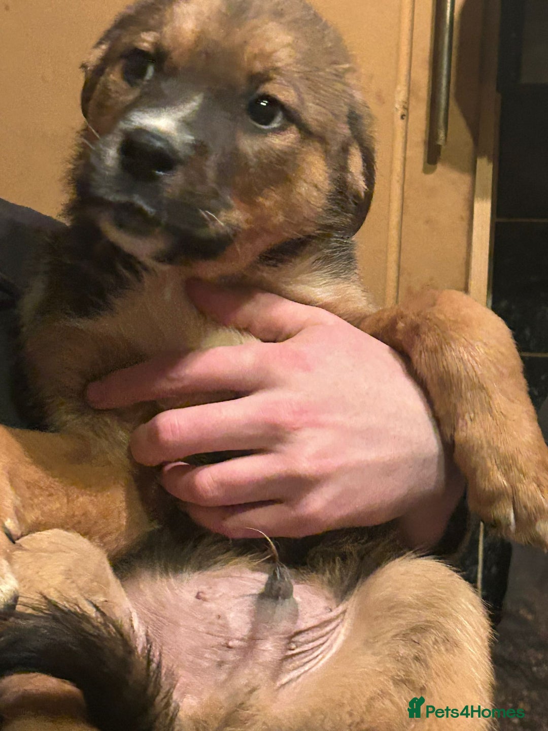 Mixed Breed dogs for sale: Masakiweiler pups - Advert 12