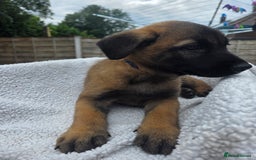 Belgian Shepherd Dog dogs for sale: belguim malinois free training provided - Image 36