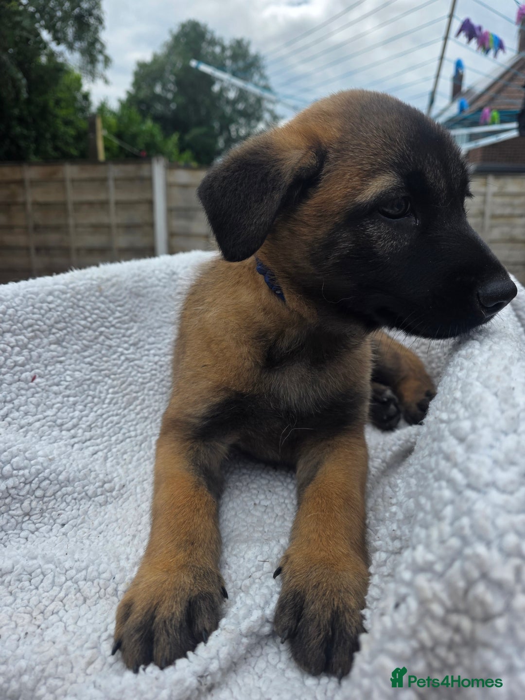 Belgian Shepherd Dog dogs for sale: belguim malinois free training provided - Image 36