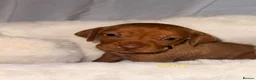 Hungarian Vizsla dogs for sale: Hungarian Vizsla Puppies  - Advert 18